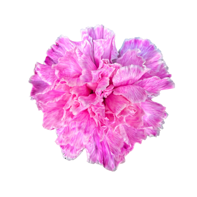 進口染色康乃馨Tinted Carnation Dark Pink