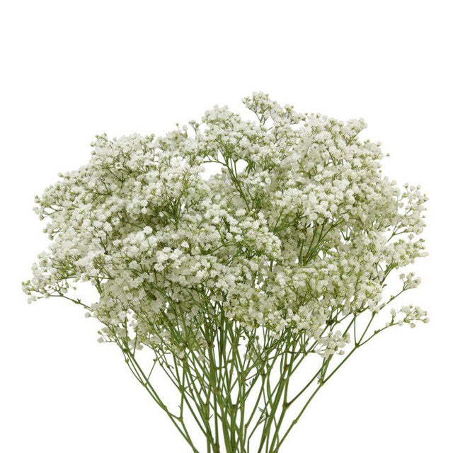 GYPSOPHILA 滿天星 白色