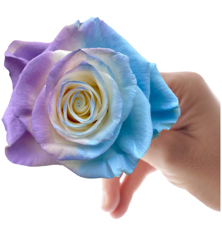 現貨Cotton Cloud 10 stems