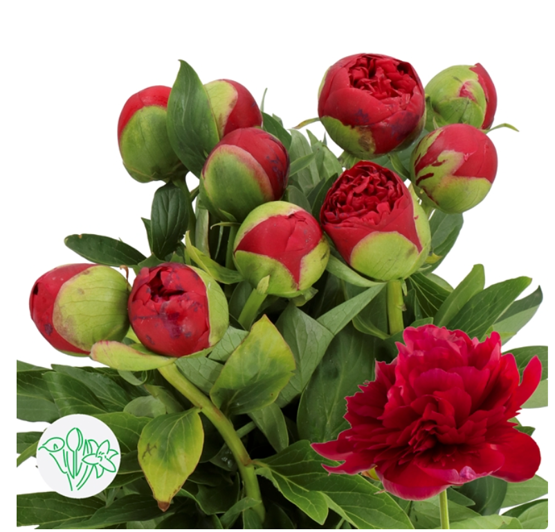 荷蘭紅牡丹 Red Peony