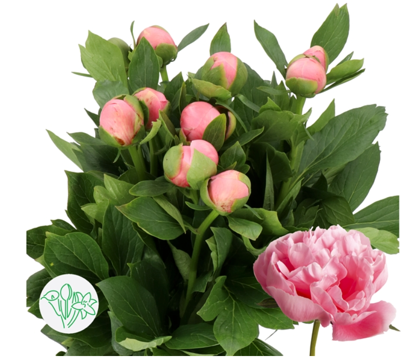 荷蘭深粉牡丹 Paeonia Etched Salmon