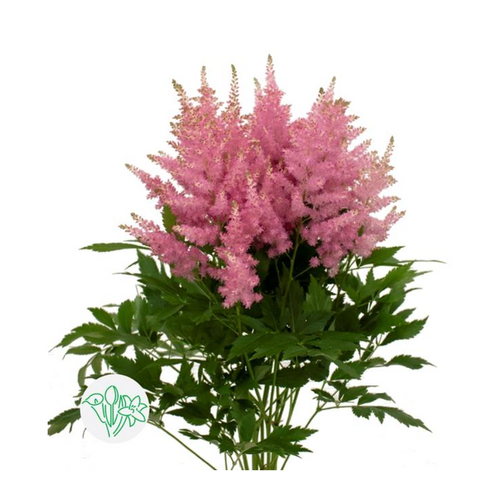 落新婦/ Astilbe