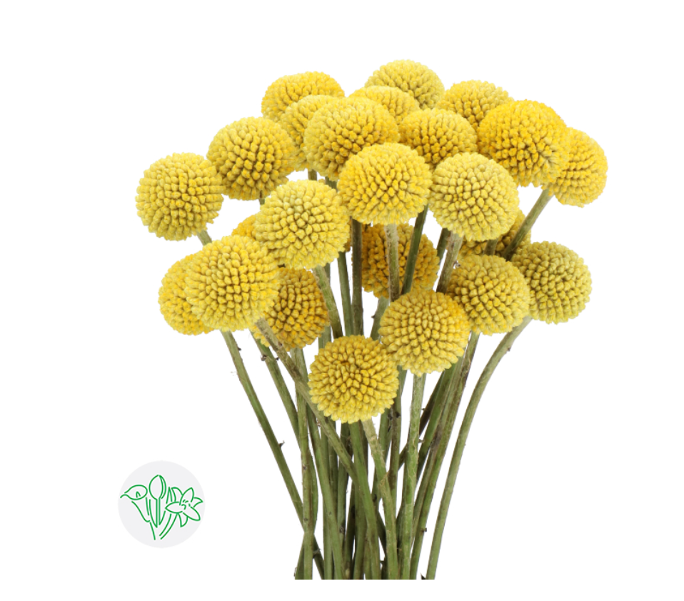 黃金球 Craspedia 【現貨】