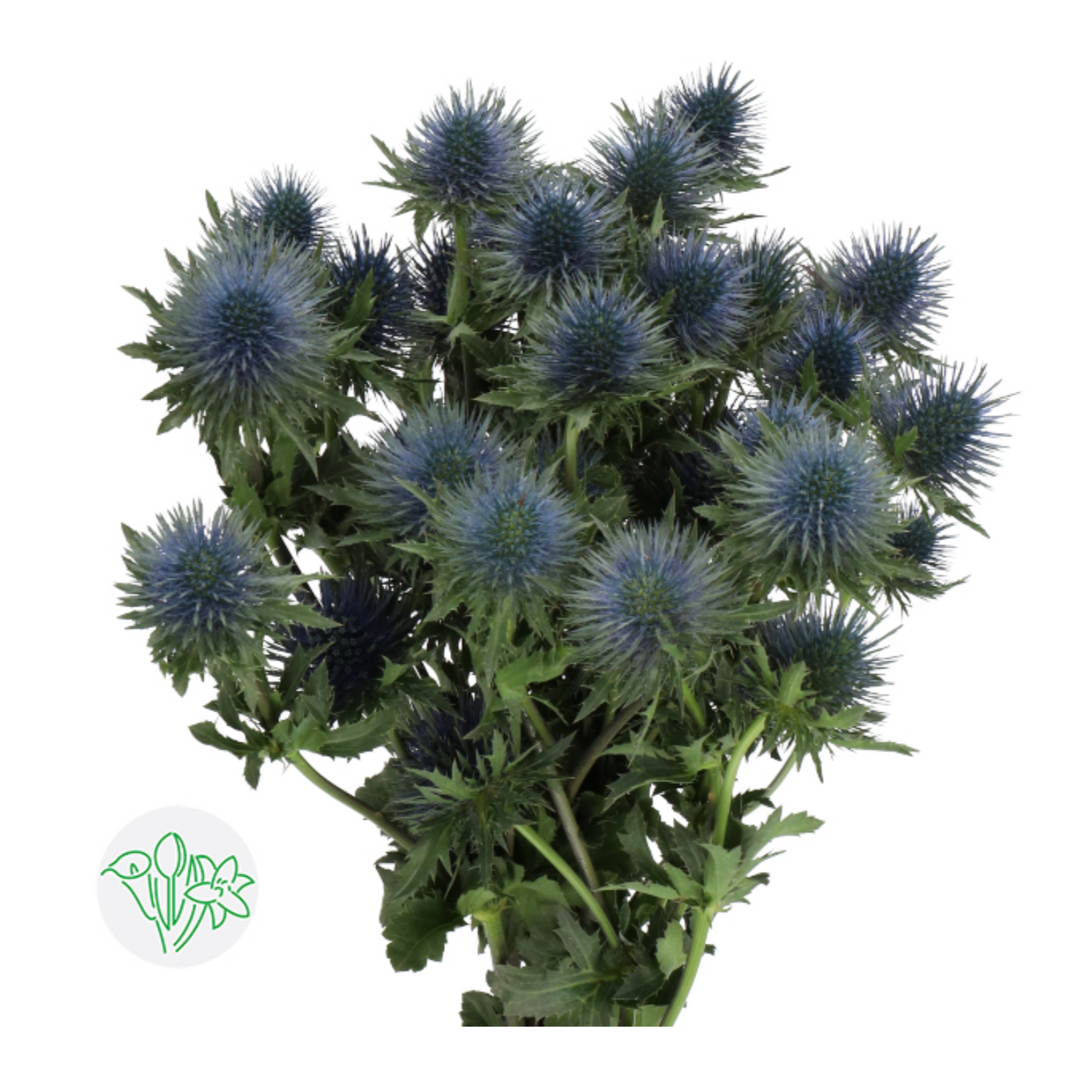 ERYNGIUM 高麻