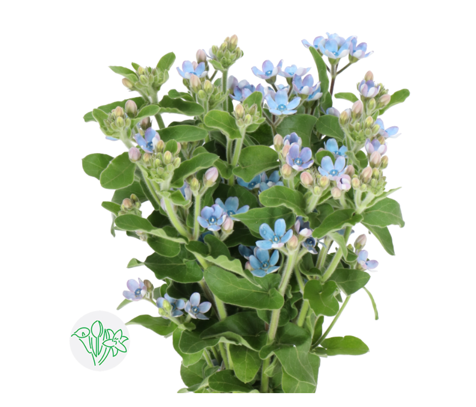 藍星花
