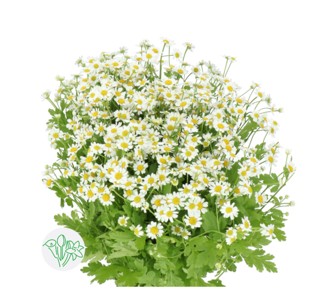 荷蘭雛菊 10支