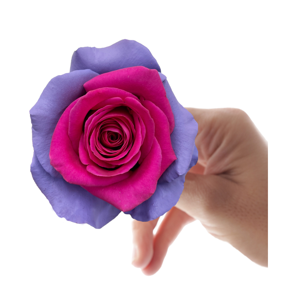 Megan 10 stems(染色)