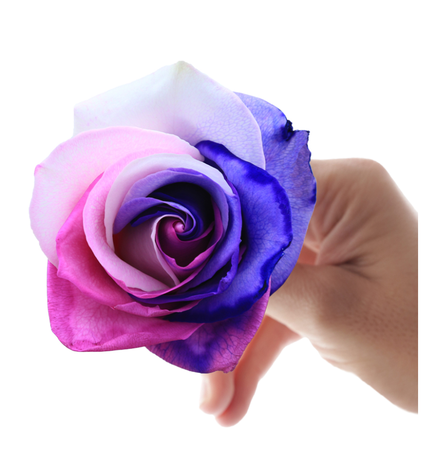 Lumia 10 stems(染色)