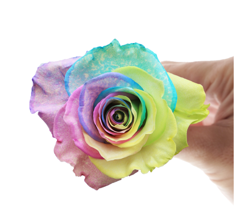 Fancy Cake 10 stems(染色)