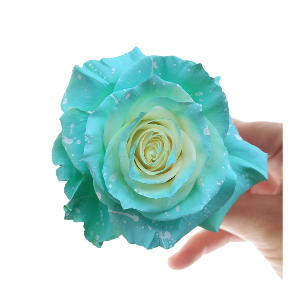 Bubble Tea 10 stems(染色)