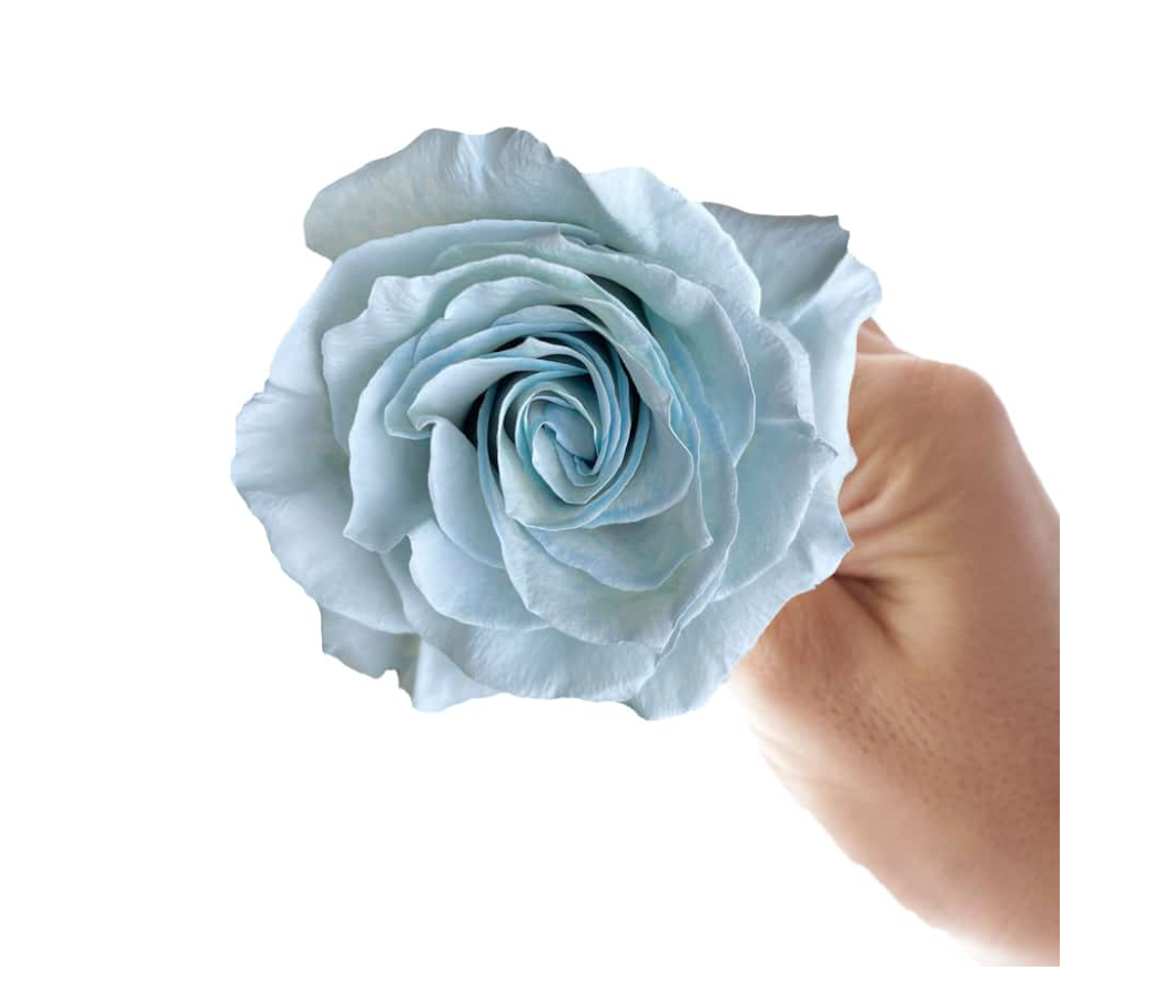 Skyblue 10 stems(染色)