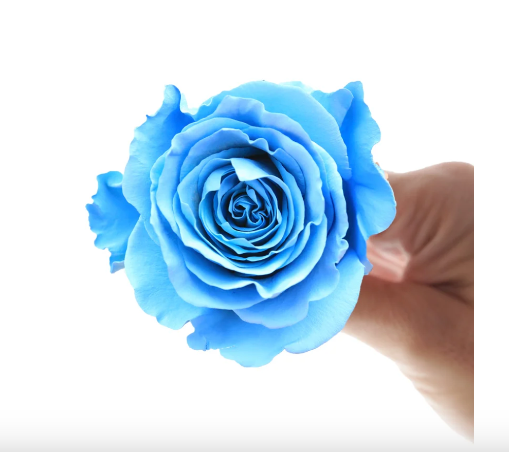 Serendipity10 stems(染色)