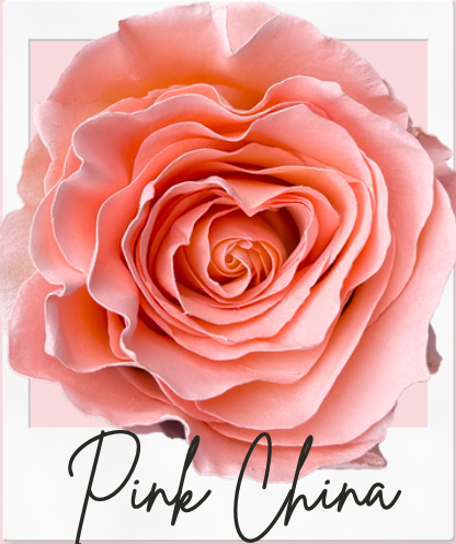 Pink China 10 stems(染色)