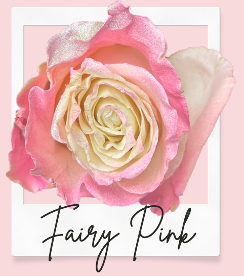 Faity Pink 10 stems(染色)