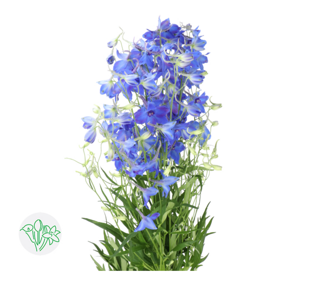 荷蘭 飛燕 60cm 藍色