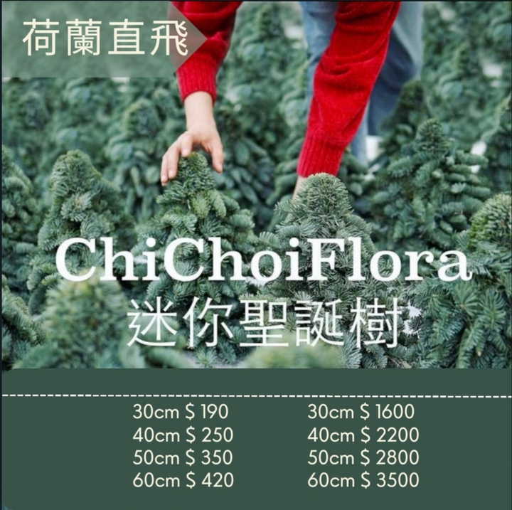 進口迷你貴族松聖誕樹 12月1日後自取或送貨