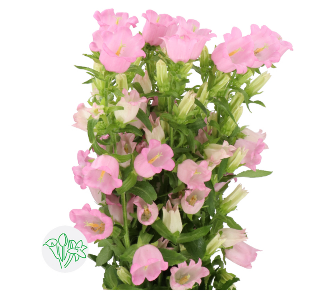 風玲花