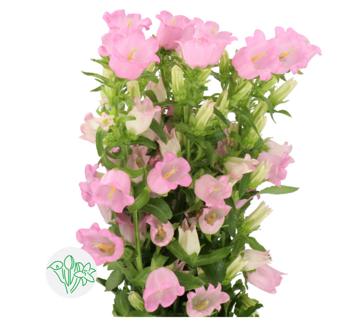 風玲花