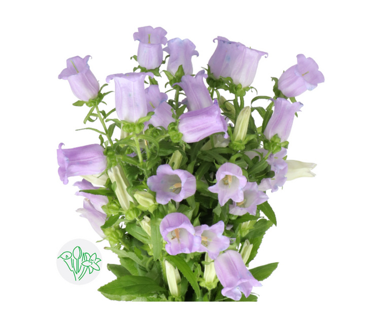 風玲花