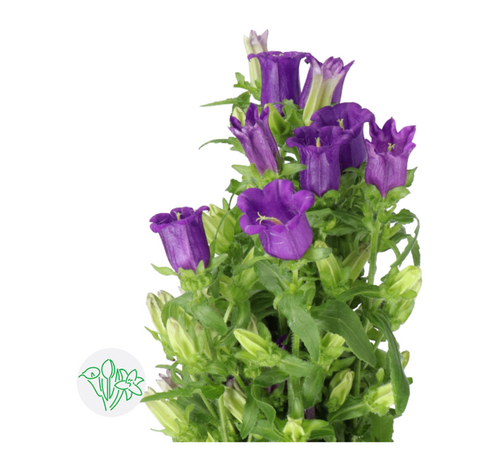 風玲花