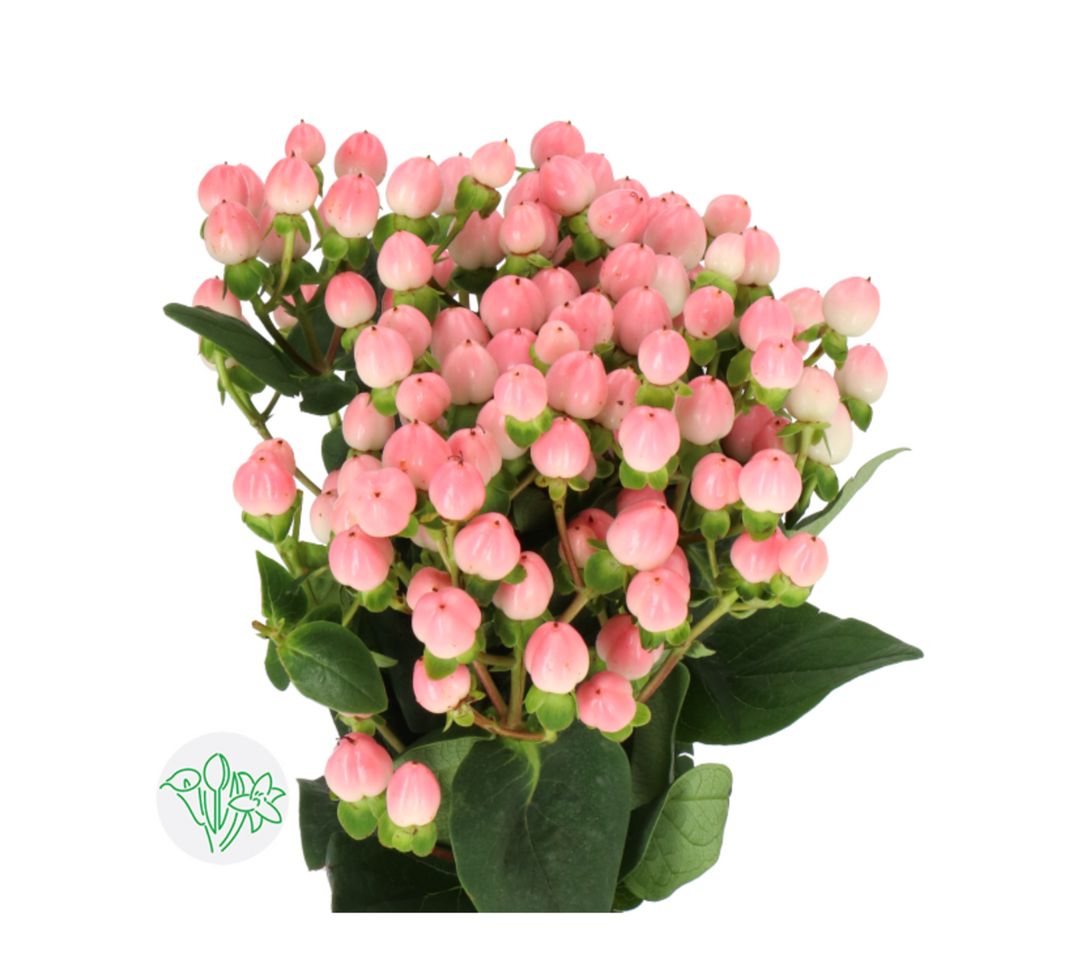 Hypericum 豆