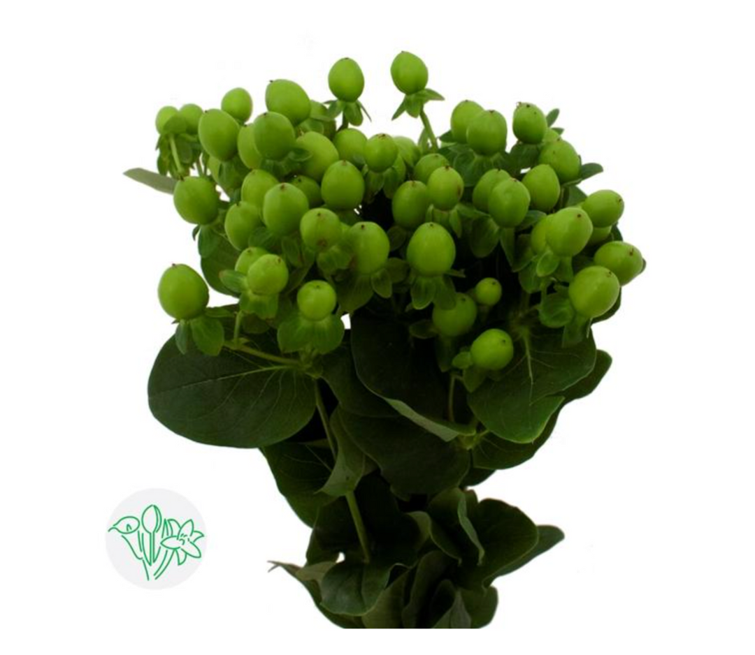 Hypericum 豆