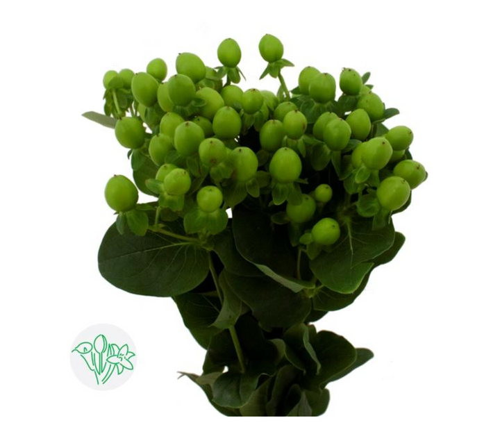 Hypericum 豆