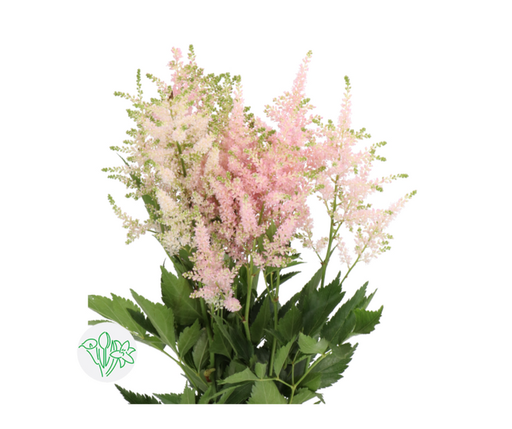落新婦/ Astilbe