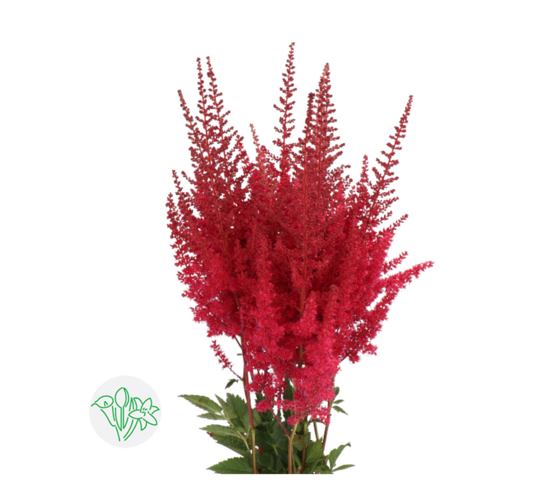 落新婦/ Astilbe