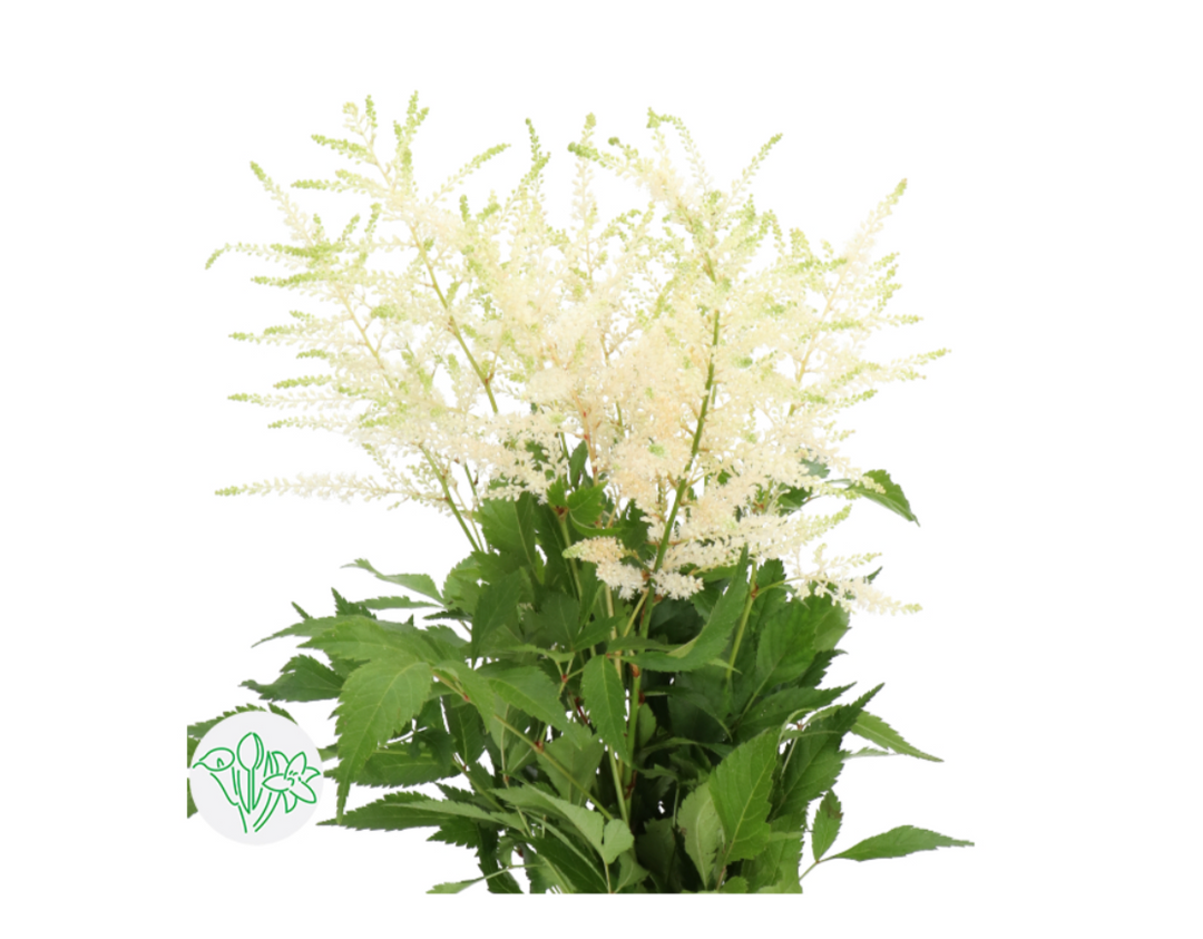 落新婦/ Astilbe