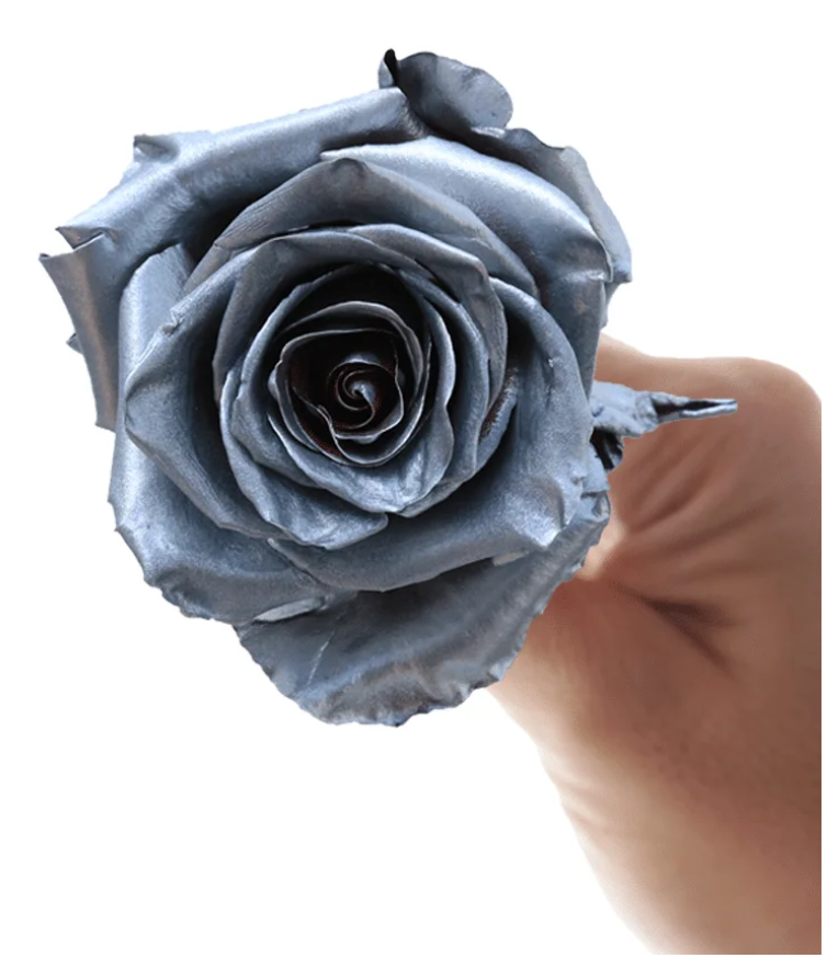 Silver Fresh 10 stems