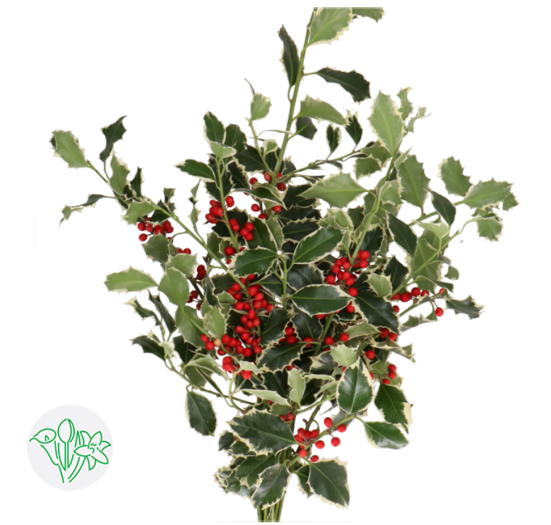 Holly Berry per bunch /扎