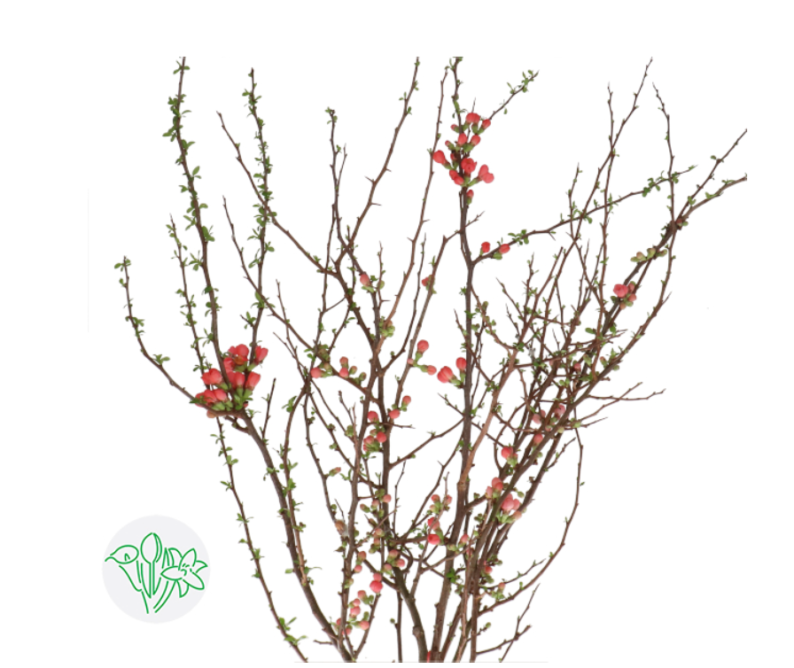 荷蘭海棠花 120cm
