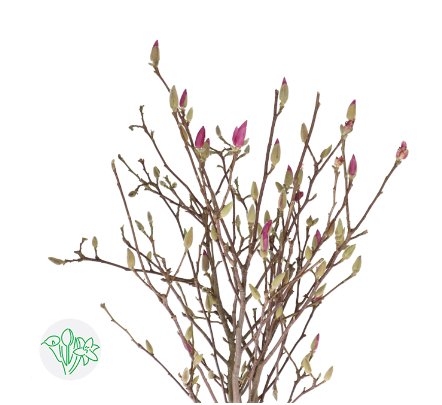 荷蘭玉蘭花 100cm