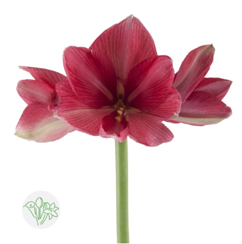 荷蘭朱頂蘭 Amaryllis Hercules 5支