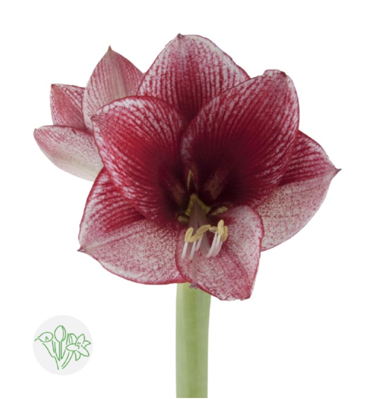 荷蘭朱頂蘭 Amaryllis Maestro 75cm 5支