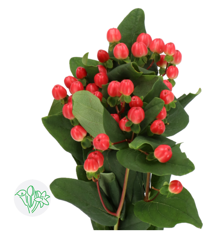 Hypericum 豆