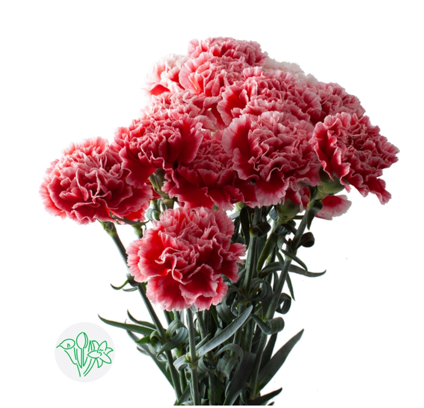 進口康乃馨Carnation Cheerio