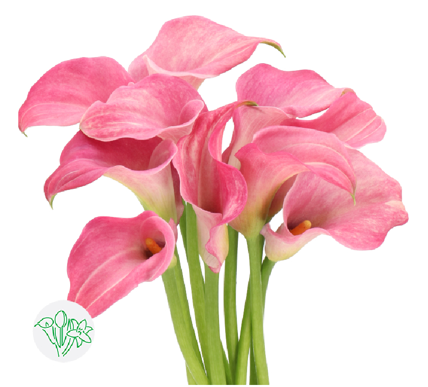 荷蘭Calla Candyfloss 10支