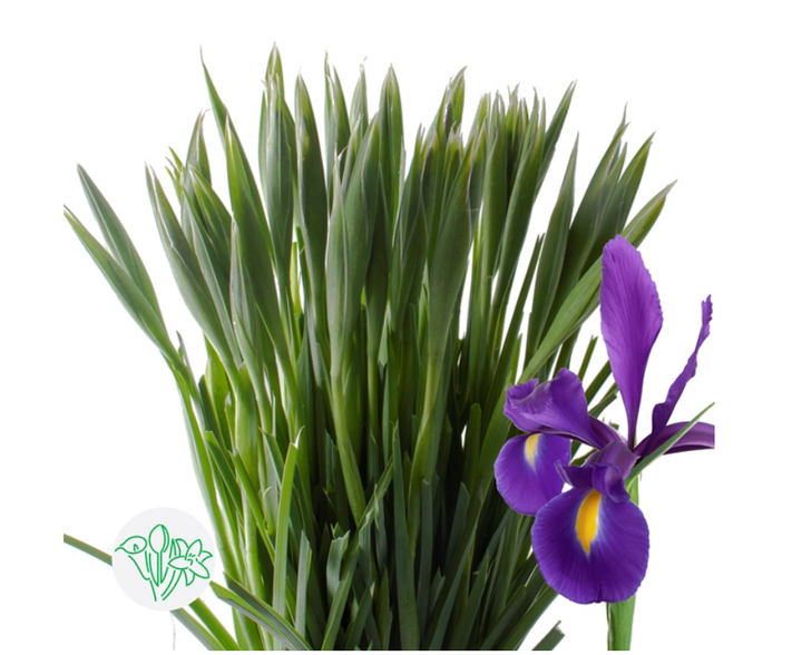 荷蘭愛麗絲 65cm 10支