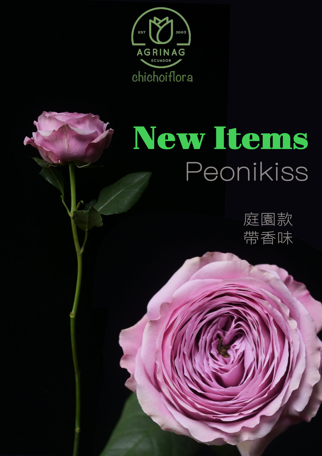 Peonikiss 12Stems(New)