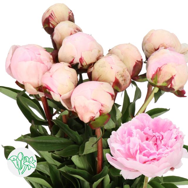 荷蘭粉牡丹 Paeonia Pink