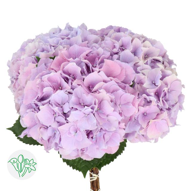 荷蘭繡球 Hydrangea 淺紫色