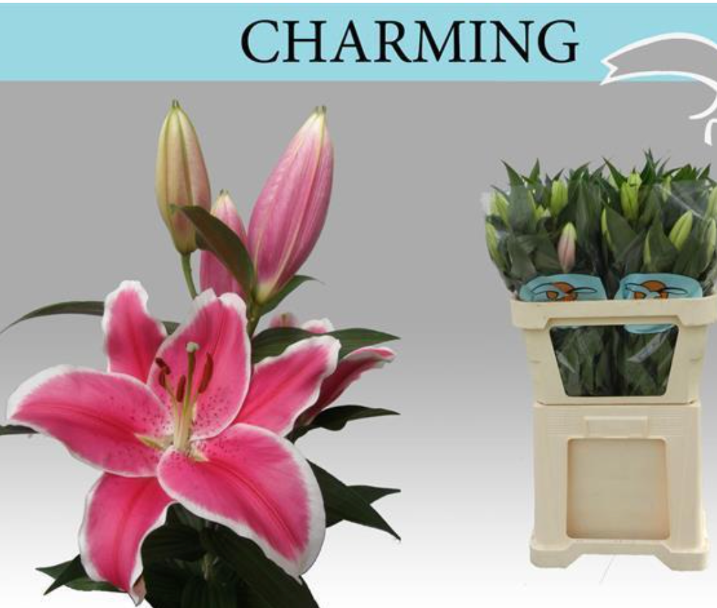 紅百合 CHARMING 5頭或以上 80 cm 5支