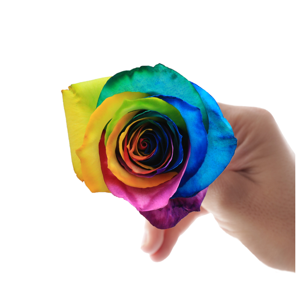 Rainbow 10 stems(染色)