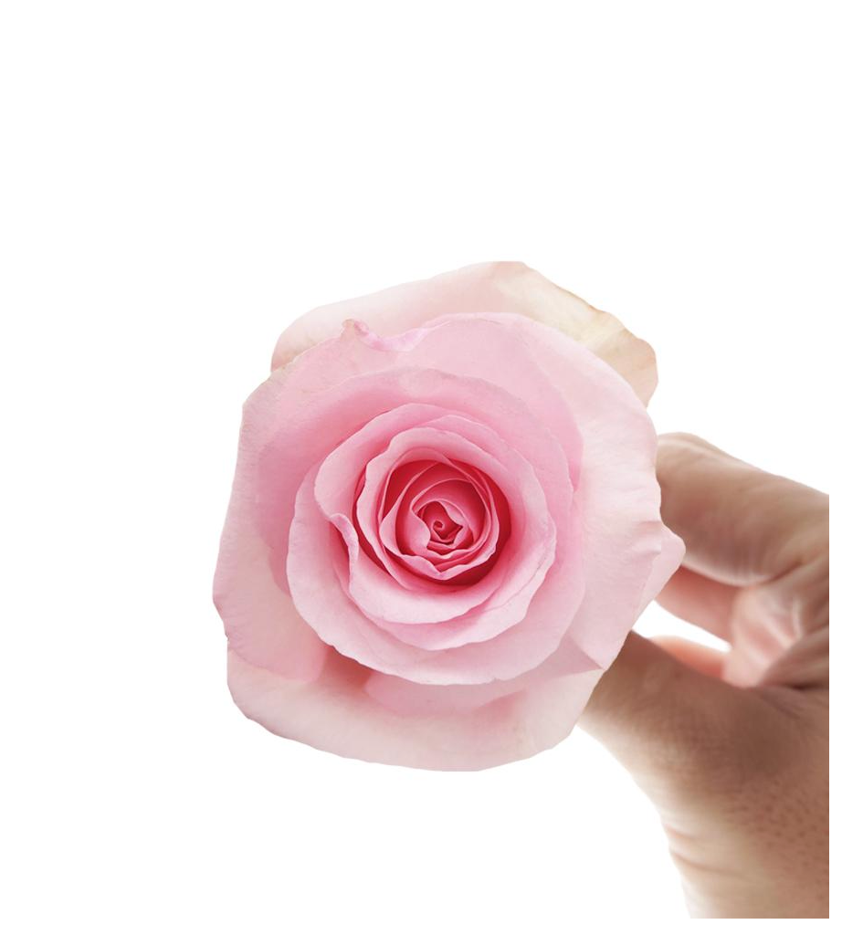 Christa 10 stems