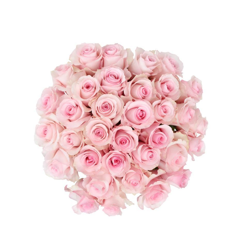 Christa 10 stems
