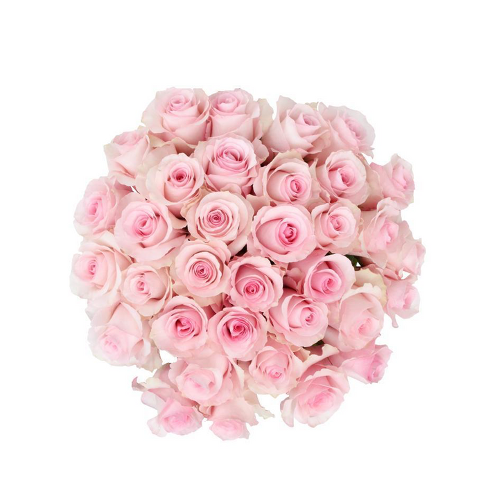 Christa 10 stems