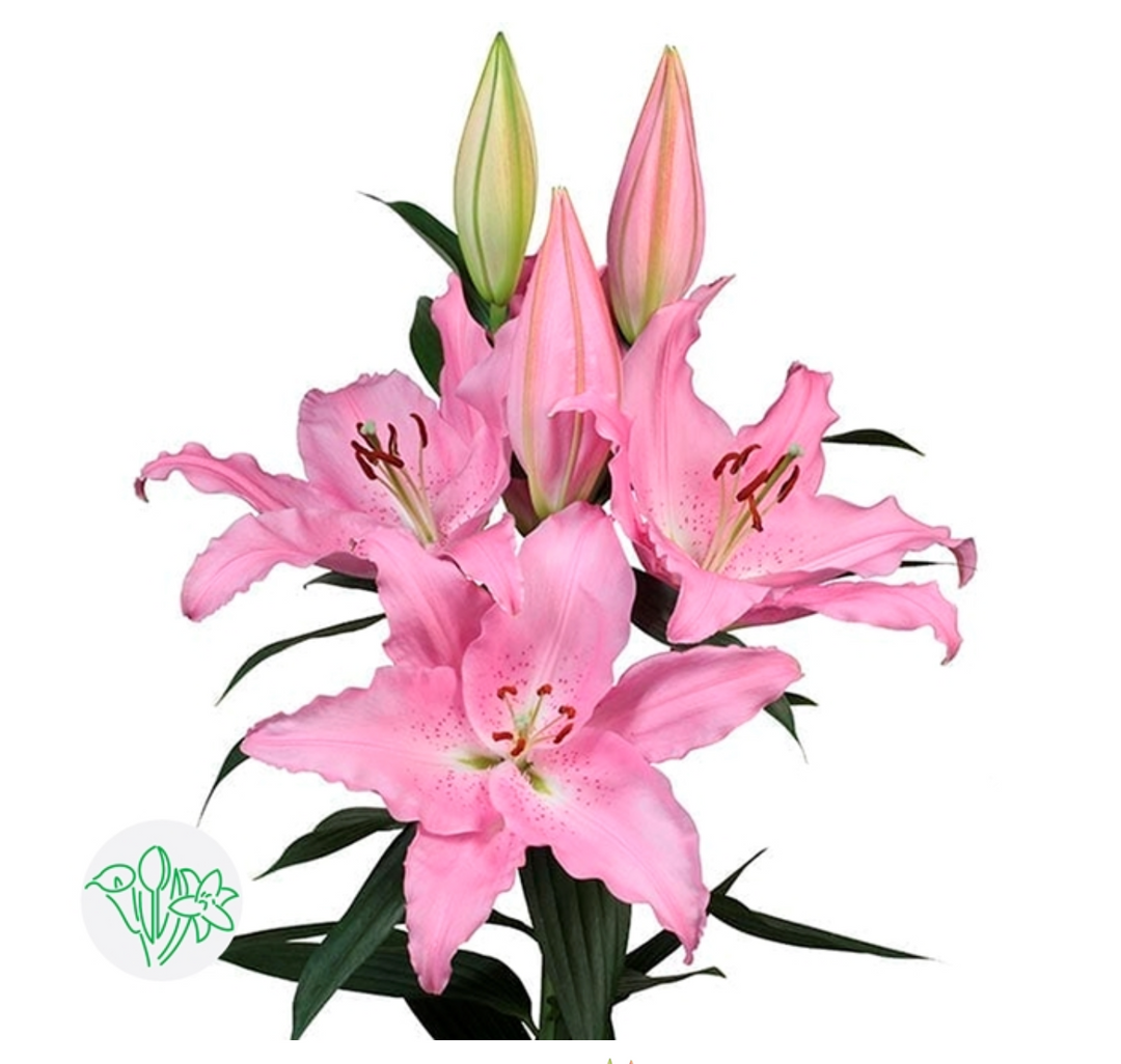 荷蘭粉百合CATEMACO 110cm ~5頭 3支