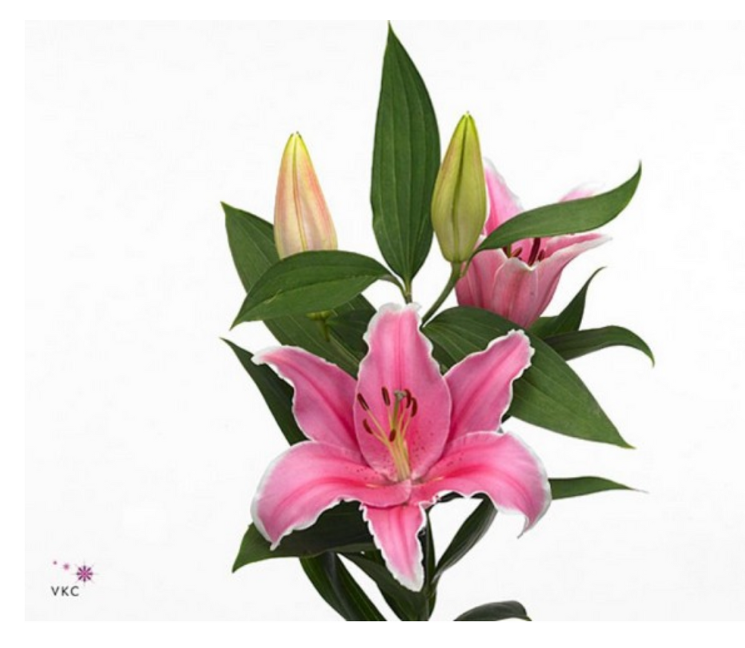 荷蘭深粉百合 LILY MARLON 95cm ~5頭 3支